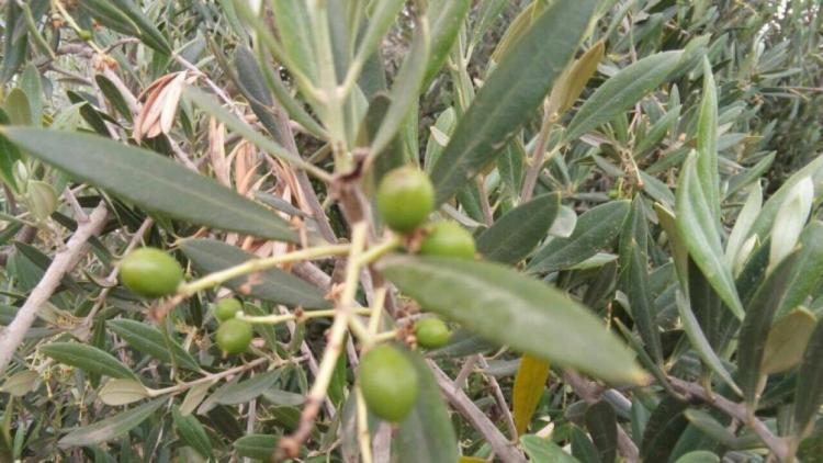 بعد اعلانات مجالس محلية عن وجود تنسيق لهم .. مزارعون لم يستطيعوا الوصول الى أراضيهم تحضيرا لموسم الزيتون جراء منعهم من المستوطنين