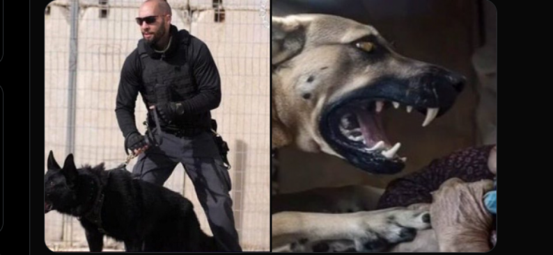صورة لسجان في مصلحة سجون الاحتلال قتل في شقته تُتداول على أنها لذات الجندي الذي أطلق الكلب على مسنة بغزة